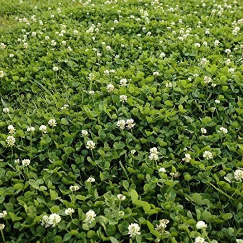 Outsidepride Perennial White Dutch Clover Seed - 5 lbs. Nitrocoated, Inoculated Clover Seeds for Lawn Alternative, Erosion Control, Food Plots, Ground Cover, Pasture Mixtures in USDA Zones 3-10