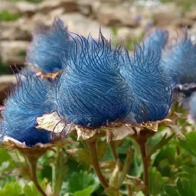 100 Prairie Smoke Seeds for Planting Non-GMORare Geum triflorum Seeds Fresh Garden Outdoor