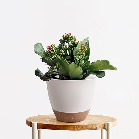 Plant Pots 12109 inch Set of 3, Self Watering Flower Pots Indoor Outdoor, Planters with Drainage Hole Saucer Reservoir, White