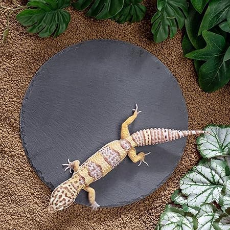 GSHLLO 2 Pcs Reptile Basking Platform Rocks Large Reptile Food Bowl Tortoise Feeding Dish Turtle Rock Plates Turtle Basking Platform Slate Steak Plates Slate Feeding Food Bowl