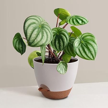 Plant Pots 12109 inch Set of 3, Self Watering Flower Pots Indoor Outdoor, Planters with Drainage Hole Saucer Reservoir, White