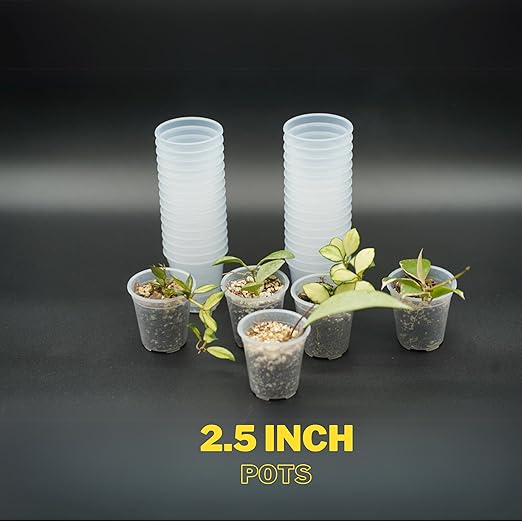 Clear Nursery Pots - 2.5 Inches (Pack of 40) | Nursery Pots | Clear Propagation Pots | Garden Pots | Clear Sturdy Pots | Transparent Pots