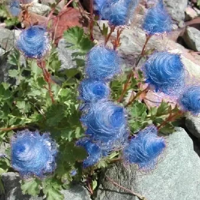 100 Prairie Smoke Seeds for Planting Non-GMORare Geum triflorum Seeds Fresh Garden Outdoor