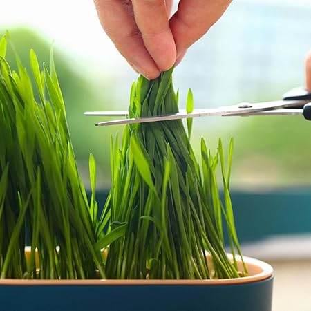 Cat Grass Planter,Cat Grass Growing Kit, Hydroponic Catnip Wheatgrass Seed Sprout Tray, Nursery Pet Plant Planting Box for Indoor (D)