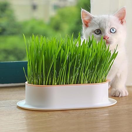 Cat Grass Planter,Cat Grass Growing Kit, Hydroponic Catnip Wheatgrass Seed Sprout Tray, Nursery Pet Plant Planting Box for Indoor (D)