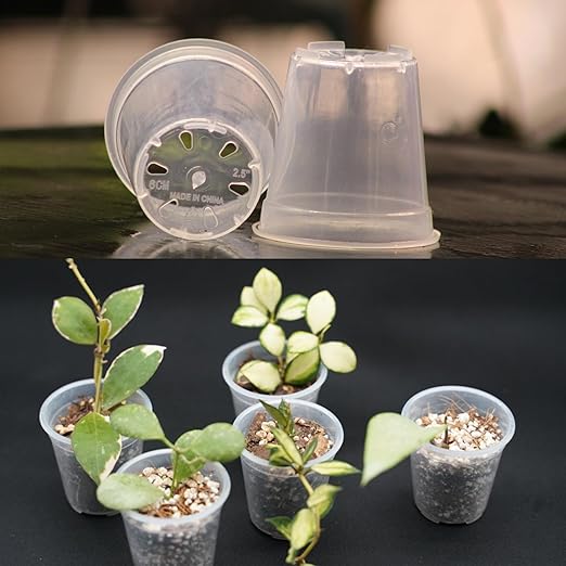 Clear Nursery Pots - 2.5 Inches (Pack of 40) | Nursery Pots | Clear Propagation Pots | Garden Pots | Clear Sturdy Pots | Transparent Pots