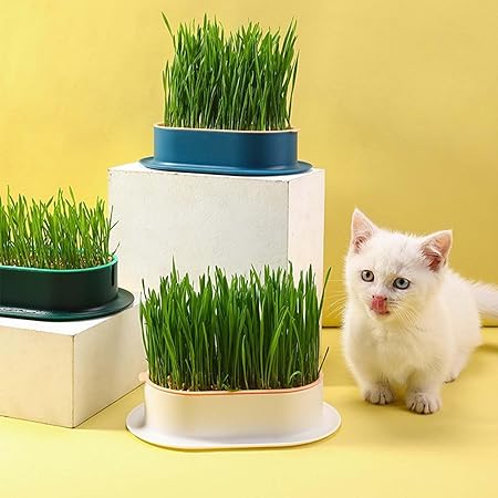 Cat Grass Planter,Cat Grass Growing Kit, Hydroponic Catnip Wheatgrass Seed Sprout Tray, Nursery Pet Plant Planting Box for Indoor (D)