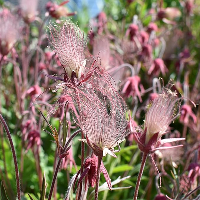 100 Prairie Smoke Seeds for Planting Non-GMORare Geum triflorum Seeds Fresh Garden Outdoor