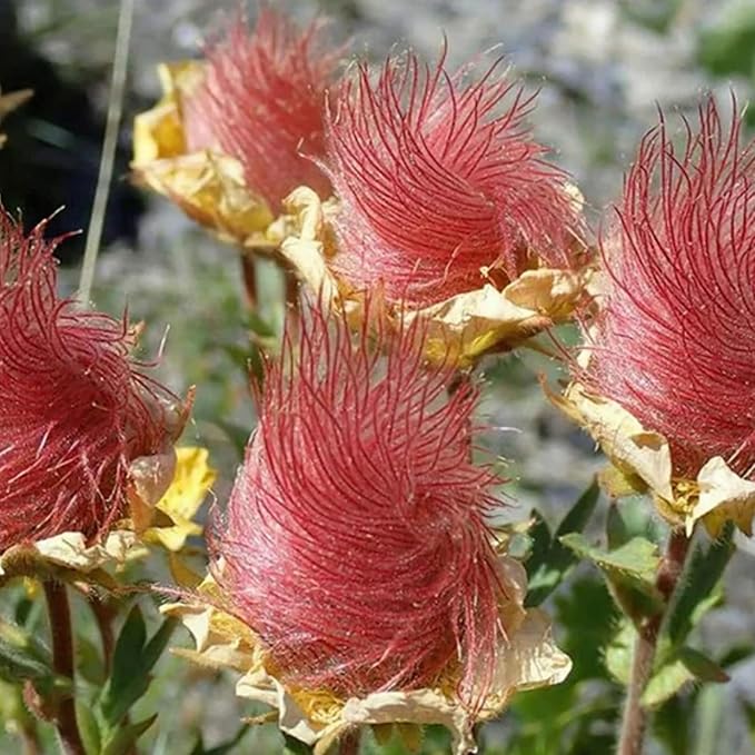 100 Prairie Smoke Seeds for Planting Non-GMORare Geum triflorum Seeds Fresh Garden Outdoor
