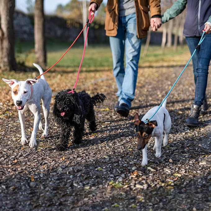 6 - Piece Set! Premium No - Pull Slip Lead Dog Leashes - 5FT Heavy - Duty Rope for Small Medium Dogs in a Vibrant 6 - Color Collection