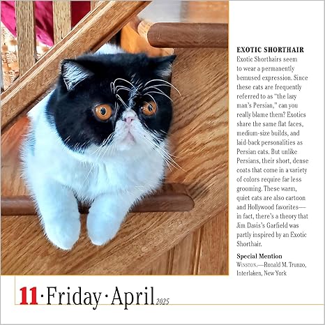 365 Cats Page-A-Day Calendar 2025: The World's Favorite Cat Calendar