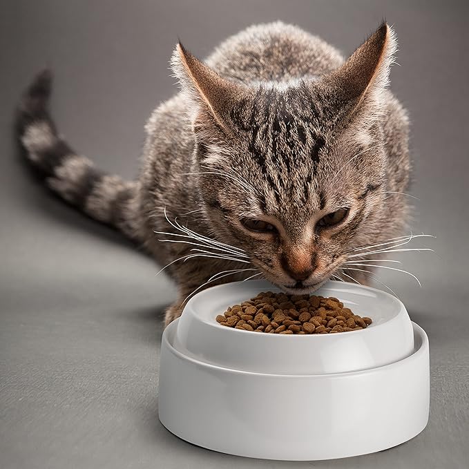 CatGuru Cat Bowls, Whisker Friendly Cat Food Bowl for Indoor Cats, Reliefs Whisker Fatigue, Wide Pet Bowl, Non Slip Pet Feeding Bowls, Shallow Kitten Dish (Set of 2, Ceramic, White)