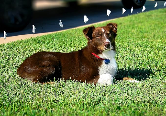 Extreme Dog Fence Active Additional Fence Dog Collar with Large and Medium Set of Comfort Contacts for Dogs and Puppies of All Hair Lengths
