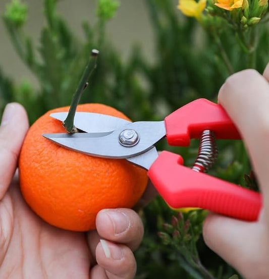Stainless steel pruning scissors picking fruits cutting citrus grapes