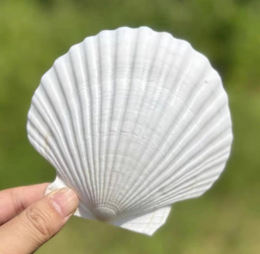6 PCS Large Scallop Shells 4-5 inch Natural White Scallop Shells from Sea Beach for DIY Craft Decor
