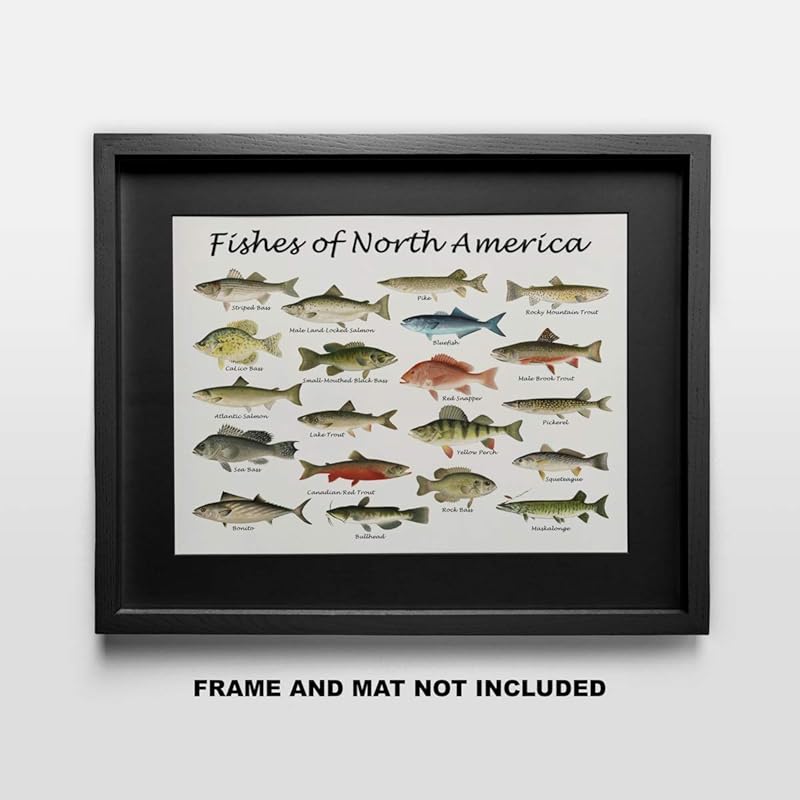Fishes of North America Beautifully Restored Art Print - 11x14 Unframed Wall Art - Gift for those passionate about Nature, Fish. Great in Dorm, Bedroom, Cabin. Inexpensive Decor Gift Under $20