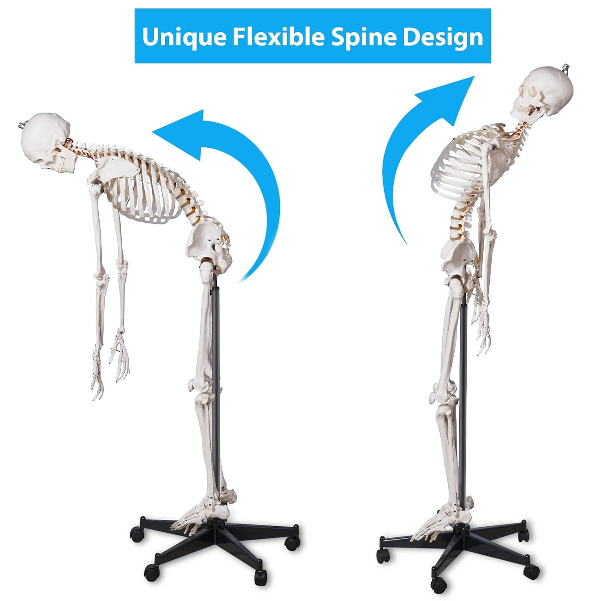 breesky 70.8 Inches Flexible Human Skeleton Model for Anatomy - Life Size Medical Human Skeleton Model with Nervous System with Rolling Stand for Medical Study and Display 3 Posters