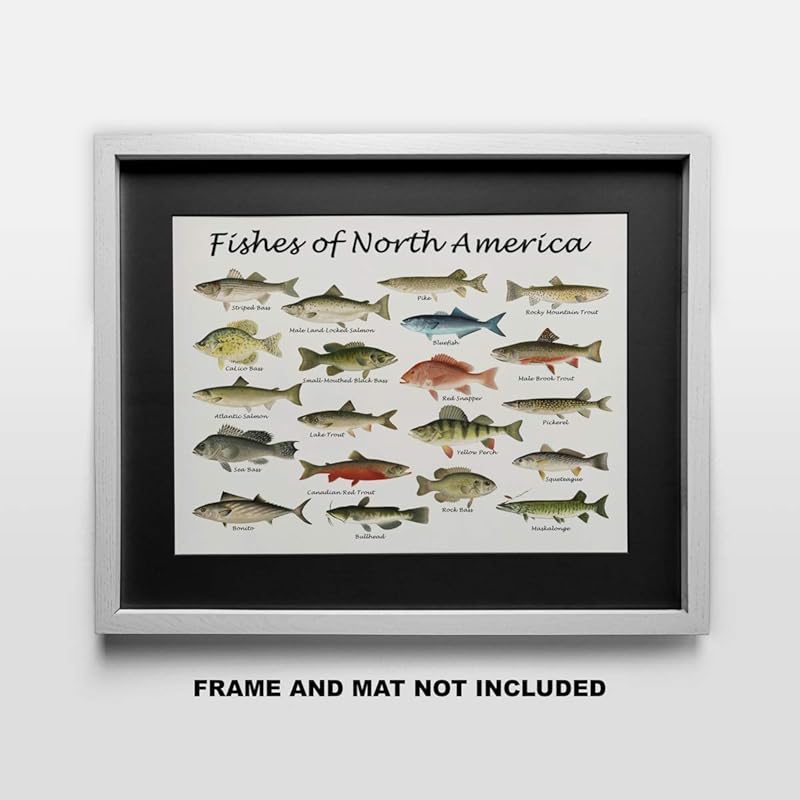 Fishes of North America Beautifully Restored Art Print - 11x14 Unframed Wall Art - Gift for those passionate about Nature, Fish. Great in Dorm, Bedroom, Cabin. Inexpensive Decor Gift Under $20