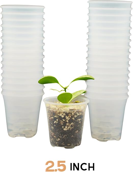 Clear Nursery Pots - 2.5 Inches (Pack of 40) | Nursery Pots | Clear Propagation Pots | Garden Pots | Clear Sturdy Pots | Transparent Pots