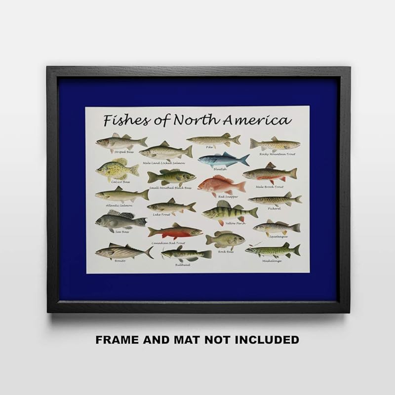 Fishes of North America Beautifully Restored Art Print - 11x14 Unframed Wall Art - Gift for those passionate about Nature, Fish. Great in Dorm, Bedroom, Cabin. Inexpensive Decor Gift Under $20