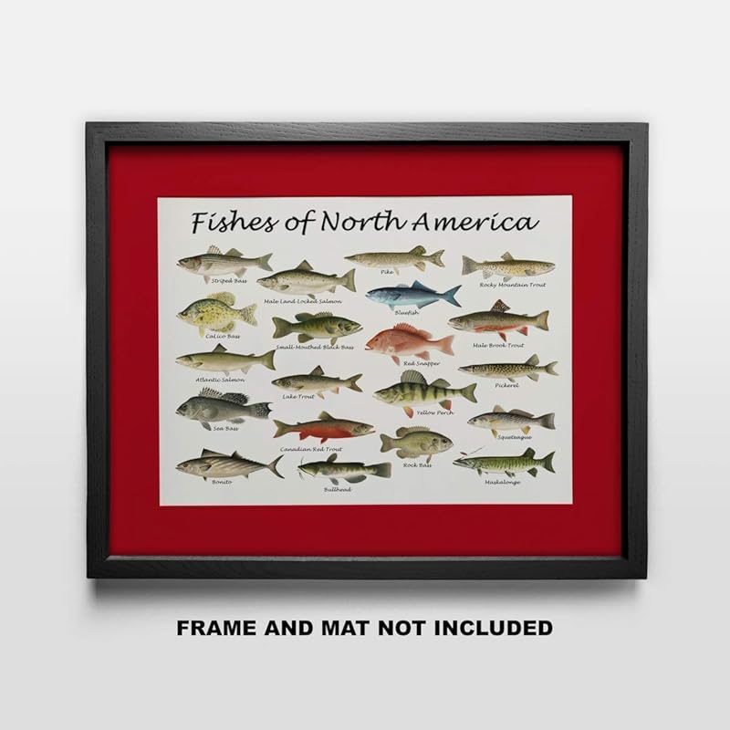 Fishes of North America Beautifully Restored Art Print - 11x14 Unframed Wall Art - Gift for those passionate about Nature, Fish. Great in Dorm, Bedroom, Cabin. Inexpensive Decor Gift Under $20