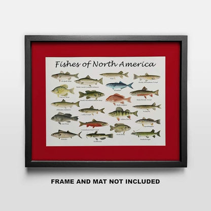 Fishes of North America Beautifully Restored Art Print - 11x14 Unframed Wall Art - Gift for those passionate about Nature, Fish. Great in Dorm, Bedroom, Cabin. Inexpensive Decor Gift Under $20
