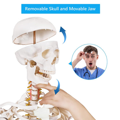 breesky 70.8 Inches Flexible Human Skeleton Model for Anatomy - Life Size Medical Human Skeleton Model with Nervous System with Rolling Stand for Medical Study and Display 3 Posters