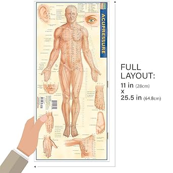 Acupressure Laminated Reference Guide (QuickStudy Academic)