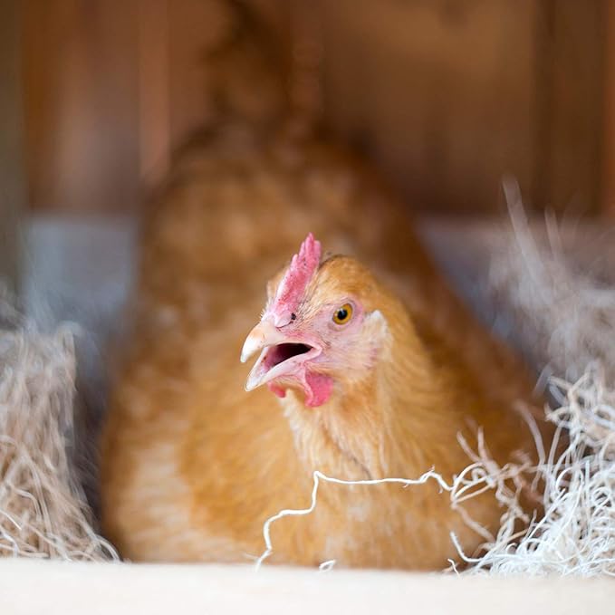 Cackle Hatchery Laying Hen Nest Box Pads Made in USA from Sustainable Aspen Exceslior - 13x13 Nesting Box Liners (12 Pack)