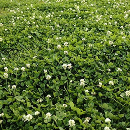 Outsidepride Perennial White Dutch Clover Seed - 5 lbs. Nitrocoated, Inoculated Clover Seeds for Lawn Alternative, Erosion Control, Food Plots, Ground Cover,  Pasture Mixtures in USDA Zones 3-10