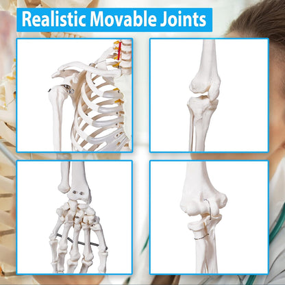 breesky 70.8 Inches Flexible Human Skeleton Model for Anatomy - Life Size Medical Human Skeleton Model with Nervous System with Rolling Stand for Medical Study and Display 3 Posters