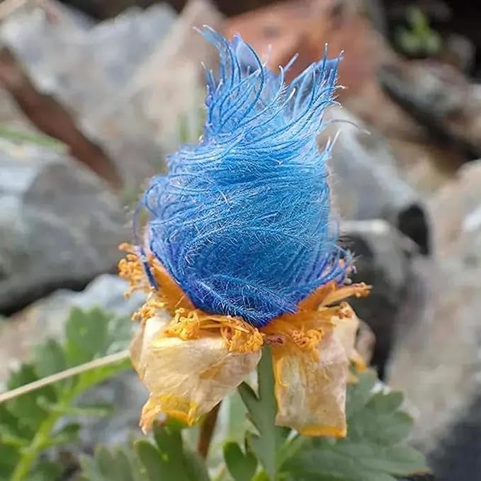 100 Prairie Smoke Seeds for Planting Non-GMORare Geum triflorum Seeds Fresh Garden Outdoor
