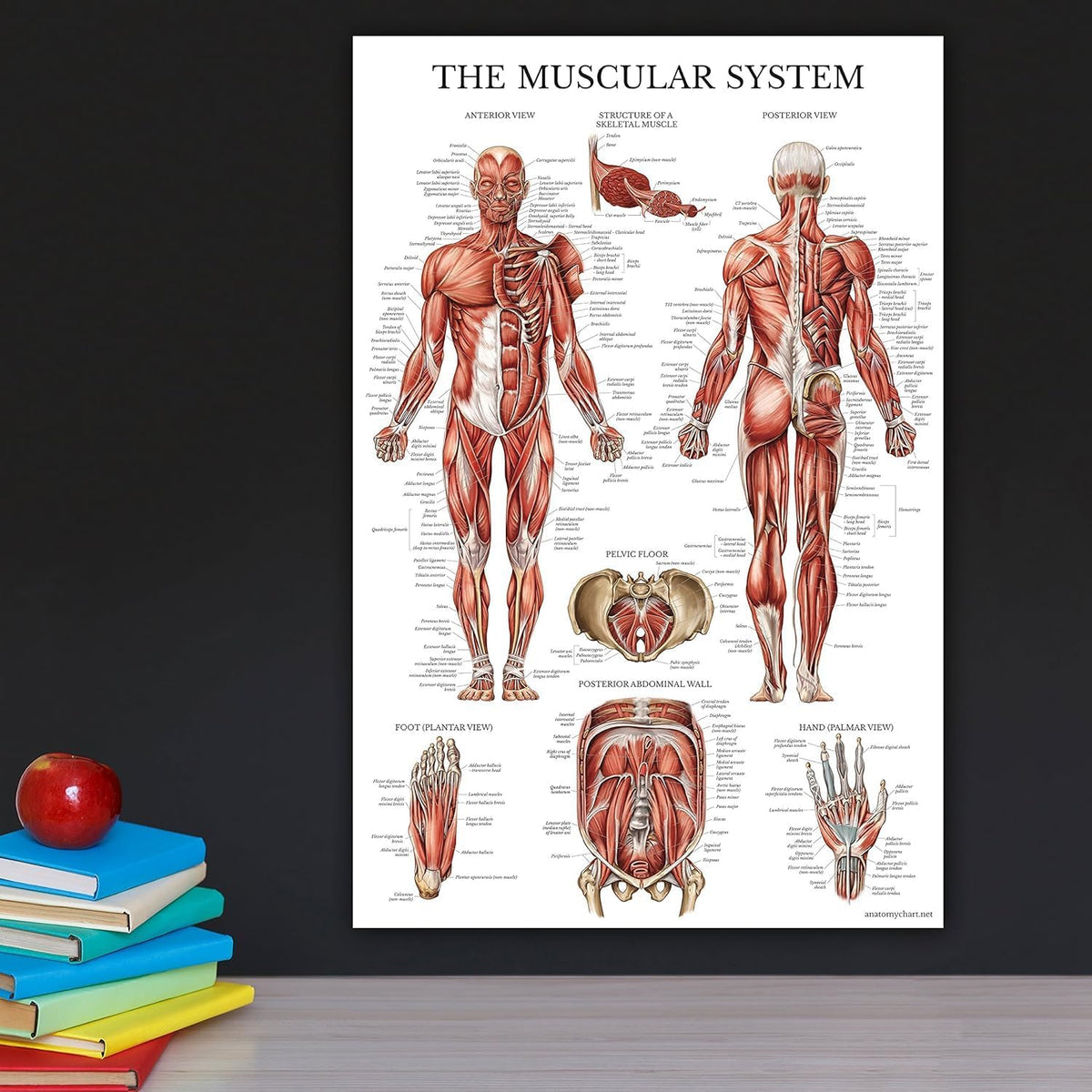 Palace Learning 3 Pack - Muscle + Skeleton + Nervous System Anatomy Poster Set - Muscular and Skeletal System Anatomical Charts - with Plastic Frame 18" x 24"