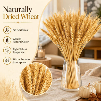 100 Stems Dried Wheat Stalks for Decor - Sheaves Grass Natural Bunch Flowers Home Wedding Table Kitchen Boho Farmhouse Fall Arrangement DIY Decoration 12.9 Inches
