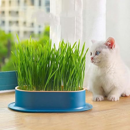 Cat Grass Planter,Cat Grass Growing Kit, Hydroponic Catnip Wheatgrass Seed Sprout Tray, Nursery Pet Plant Planting Box for Indoor (D)