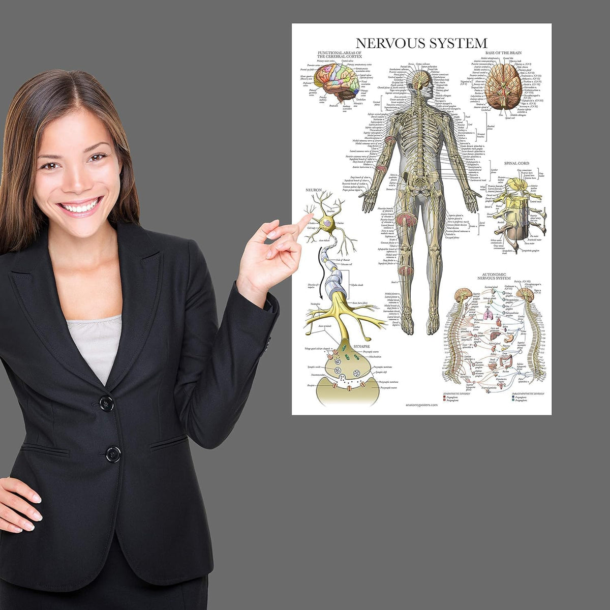 Palace Learning 3 Pack - Muscle + Skeleton + Nervous System Anatomy Poster Set - Muscular and Skeletal System Anatomical Charts - with Plastic Frame 18" x 24"