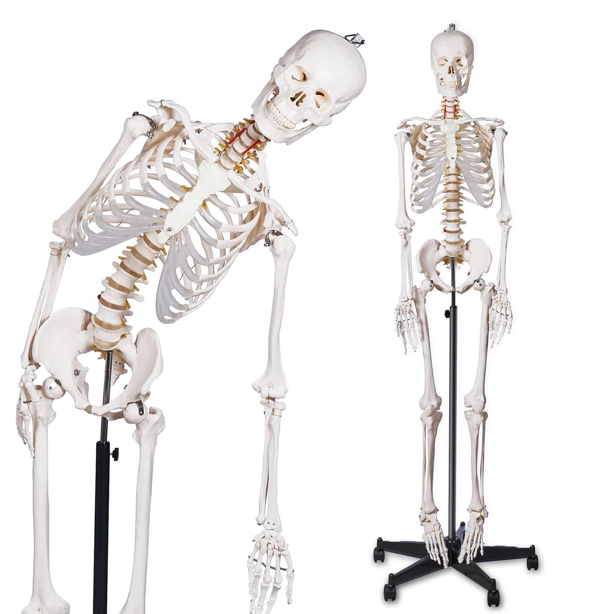 breesky 70.8 Inches Flexible Human Skeleton Model for Anatomy - Life Size Medical Human Skeleton Model with Nervous System with Rolling Stand for Medical Study and Display 3 Posters