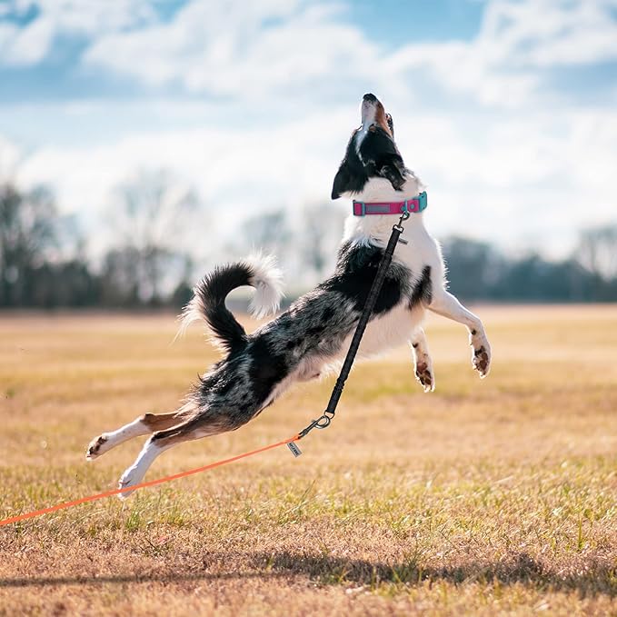 Shock Absorber Reflective Threads Bungee Dog Leash for Running?Trainning?Recall 2-Pack Black