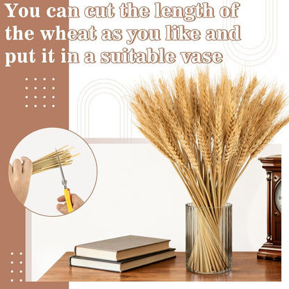 100 Stems Dried Wheat Stalks for Decor - Sheaves Grass Natural Bunch Flowers Home Wedding Table Kitchen Boho Farmhouse Fall Arrangement DIY Decoration 12.9 Inches