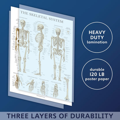 Palace Learning 3 Pack - Muscle + Skeleton + Nervous System Anatomy Poster Set - Muscular and Skeletal System Anatomical Charts - with Plastic Frame 18" x 24"