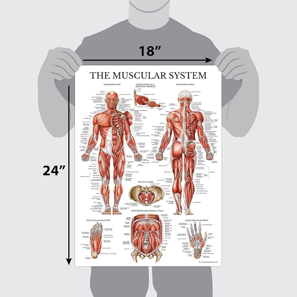 Palace Learning 3 Pack - Muscle + Skeleton + Nervous System Anatomy Poster Set - Muscular and Skeletal System Anatomical Charts - with Plastic Frame 18" x 24"