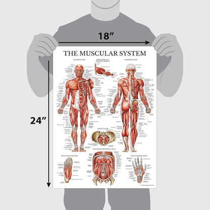 Palace Learning 3 Pack - Muscle + Skeleton + Nervous System Anatomy Poster Set - Muscular and Skeletal System Anatomical Charts - with Plastic Frame 18" x 24"