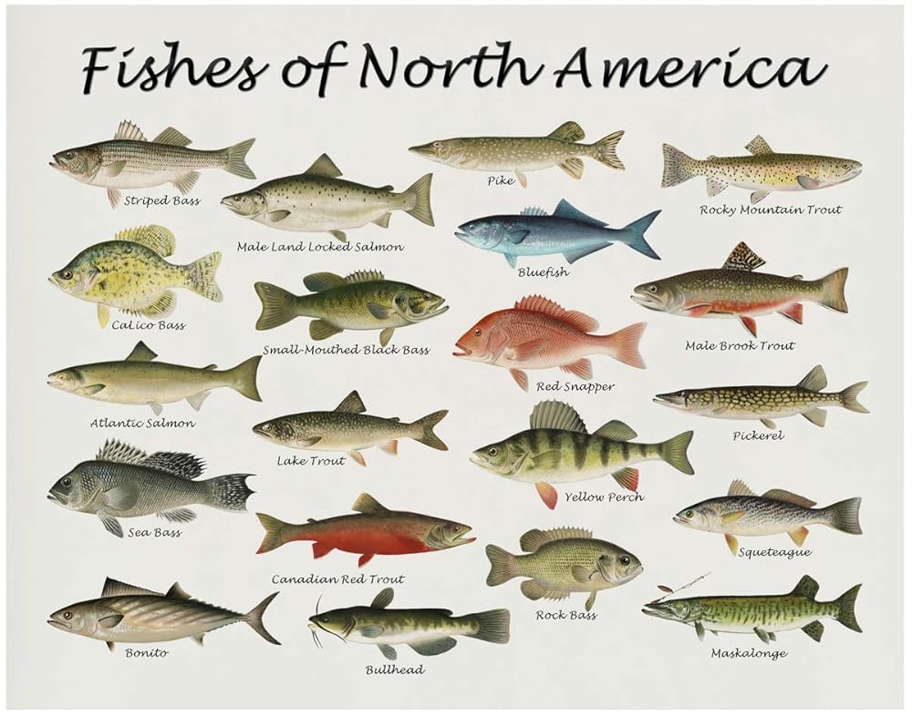 Fishes of North America Beautifully Restored Art Print - 11x14 Unframed Wall Art - Gift for those passionate about Nature, Fish. Great in Dorm, Bedroom, Cabin. Inexpensive Decor Gift Under $20