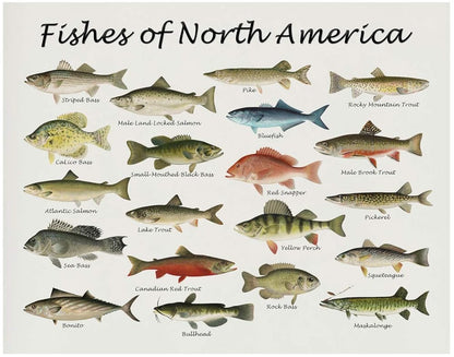 Fishes of North America Beautifully Restored Art Print - 11x14 Unframed Wall Art - Gift for those passionate about Nature, Fish. Great in Dorm, Bedroom, Cabin. Inexpensive Decor Gift Under $20