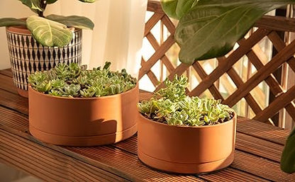 D'vine Dev 10 Inch Succulent Terracotta Shallow Pot with Drainage Hole and Saucer, Round Cylinder Planter Pot for Plant Flower, 40-Y-B-0