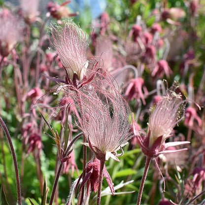 100 Prairie Smoke Seeds for Planting Non-GMORare Geum triflorum Seeds Fresh Garden Outdoor
