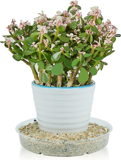 Idyllize 15 Pack, Assorted Sizes 6 8 10 Inch Clear Plastic Plant Saucer Drip Trays for pots, 5 Pieces of Each Size (Assorted Sizes 6'', 8'', 10'')
