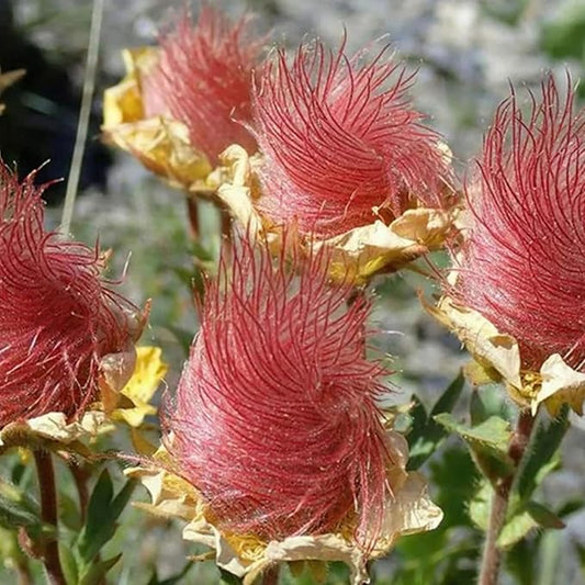 100 Prairie Smoke Seeds for Planting Non-GMORare Geum triflorum Seeds Fresh Garden Outdoor