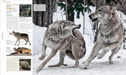 Animal: La guAa visual definitiva