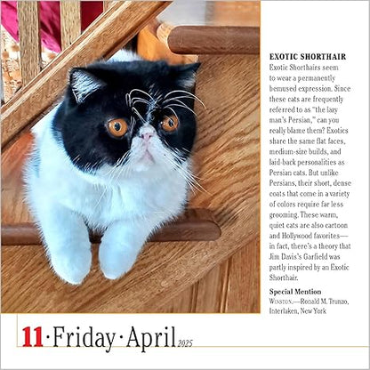 365 Cats Page-A-Day Calendar 2025: The World's Favorite Cat Calendar